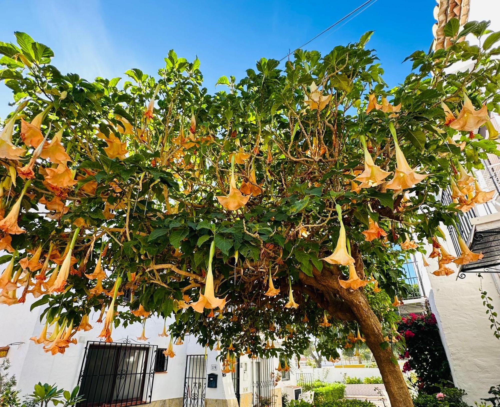 Right By The Pool Area In Capistrano Village! Nerja Eksteriør billede